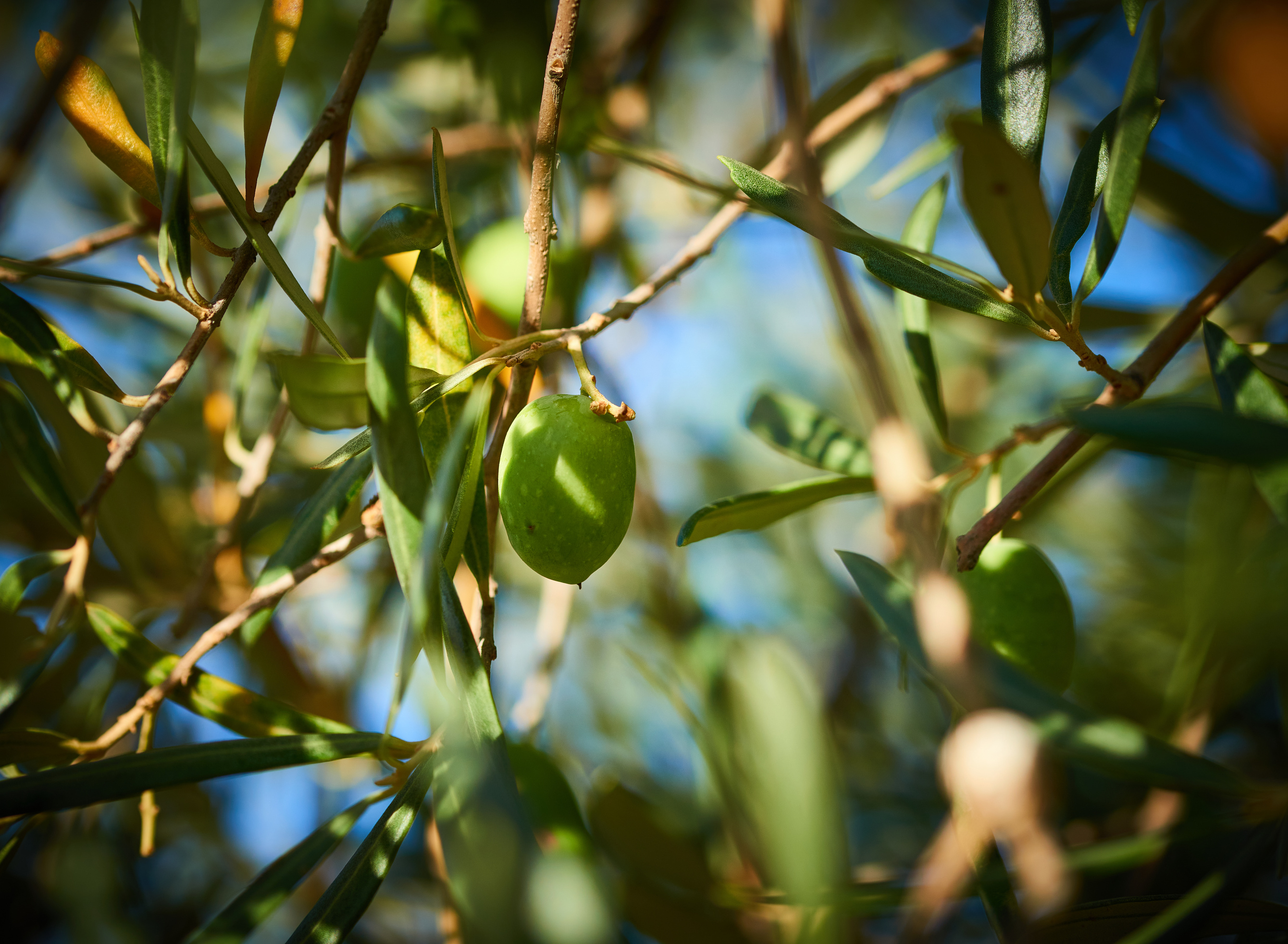 Some olives on the tree